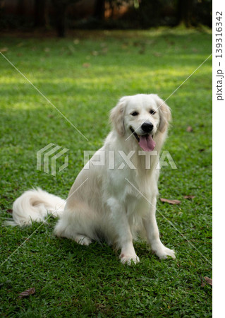 芝生の上に座るゴールデンレトリーバー/自然の中の犬のいる暮らし 芝生の上に座るゴールデンレトリーバー/自然の中の犬のいる暮らし 139316342