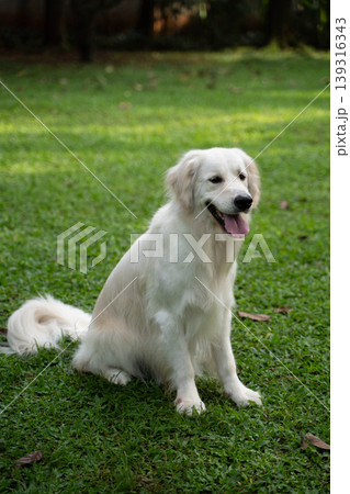 芝生の上に座るゴールデンレトリーバー／自然の中の犬のいる暮らし 139316343
