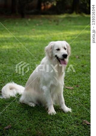 芝生の上に座るゴールデンレトリーバー／自然の中の犬のいる暮らし 139316344
