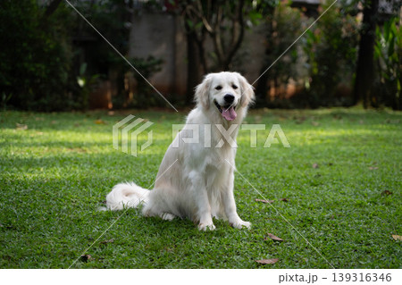 芝生の上に座るゴールデンレトリーバー/自然の中の犬のいる暮らし 芝生の上に座るゴールデンレトリーバー/自然の中の犬のいる暮らし 139316346