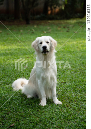 芝生の上に座るゴールデンレトリーバー/自然の中の犬のいる暮らし 芝生の上に座るゴールデンレトリーバー/自然の中の犬のいる暮らし 139316358