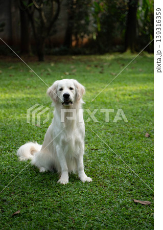 芝生の上に座るゴールデンレトリーバー/自然の中の犬のいる暮らし 芝生の上に座るゴールデンレトリーバー/自然の中の犬のいる暮らし 139316359