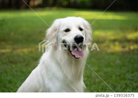 芝生の上に座るゴールデンレトリーバー／自然の中の犬のいる暮らし 139316375