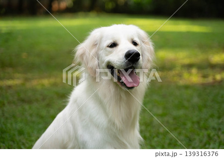 芝生の上に座るゴールデンレトリーバー/自然の中の犬のいる暮らし 芝生の上に座るゴールデンレトリーバー/自然の中の犬のいる暮らし 139316376