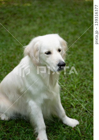 芝生の上に座るゴールデンレトリーバー／自然の中の犬のいる暮らし 139316377