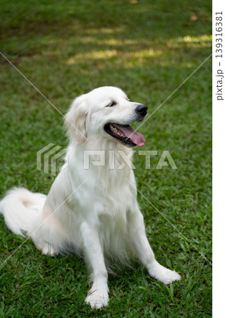 芝生の上に座るゴールデンレトリーバー／自然の中の犬のいる暮らし 139316381