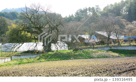 二軒在家の大クリ　天然記念物　福島県 139316495