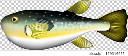 魚類插圖：河豚（日本河豚），向量格式，白色背景上的單張圖片。 139316655
