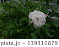 薄いピンクの芍薬が満開　5月1日 Aモードで撮影 139316879