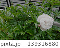 薄いピンクの芍薬が満開 139316880