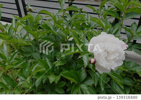 薄いピンクの芍薬が満開 139316880