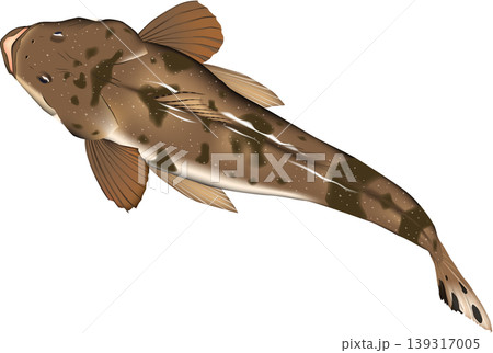 魚イラスト　「コチ　(マゴチ)」、上から見たアングル　ベクター形式　白背景単体 139317005