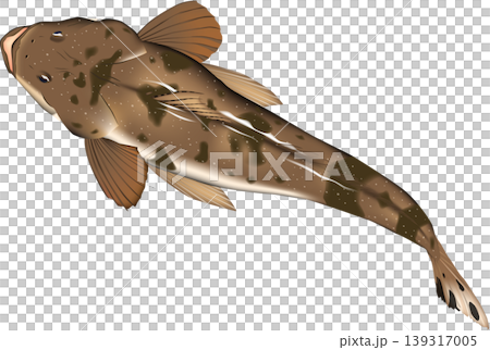 魚イラスト　「コチ　(マゴチ)」、上から見たアングル　ベクター形式　白背景単体 139317005