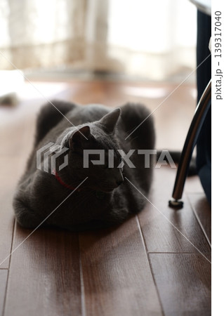 家でくつろぐロシアンブルー 139317040