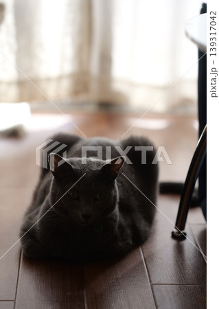家でくつろぐロシアンブルー 139317042
