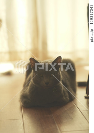 家でくつろぐロシアンブルー 139317045