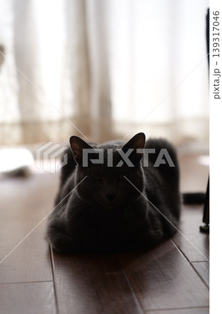 家でくつろぐロシアンブルー 139317046