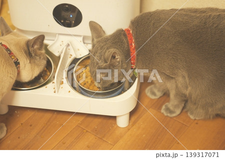 家でくつろぐロシアンブルー 139317071