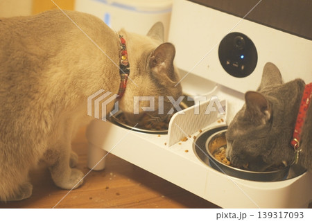 家でくつろぐロシアンブルー 139317093