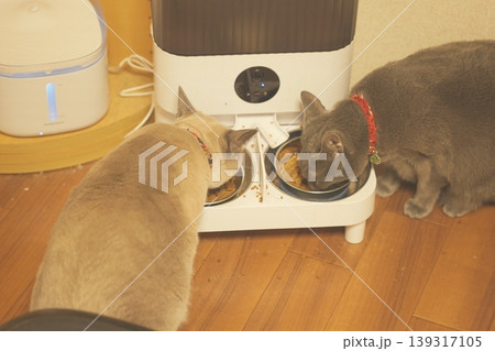 家でくつろぐロシアンブルー 139317105