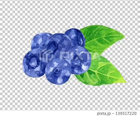 ブルーベリーの果実と葉っぱ　フルーツの手描き水彩イラスト素材 139317220