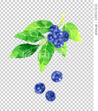 藍莓與葉子 - 手繪水彩水果插圖 139317222