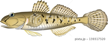 魚イラスト　「ハゼ　(マハゼ)」　ベクター形式　白背景単体 139317320
