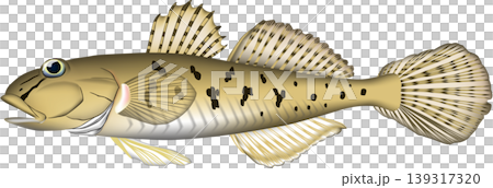 魚イラスト　「ハゼ　(マハゼ)」　ベクター形式　白背景単体 139317320