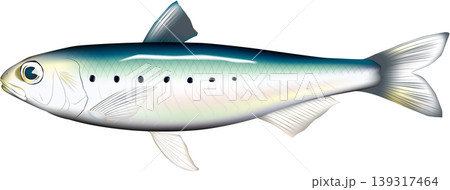 魚イラスト　「イワシ　(マイワシ)」　ベクター形式　白背景単体 139317464