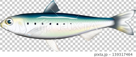 魚イラスト　「イワシ　(マイワシ)」　ベクター形式　白背景単体 139317464