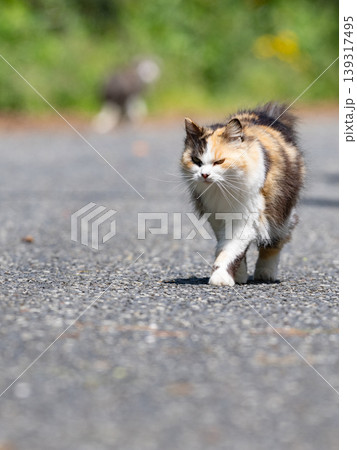 歩く猫 歩く猫 139317495