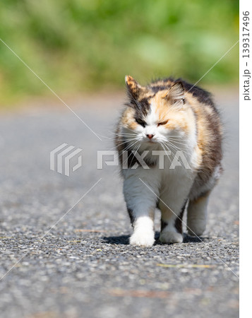 歩く猫 歩く猫 139317496