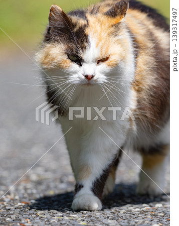 猫のポートレート 猫のポートレート 139317497