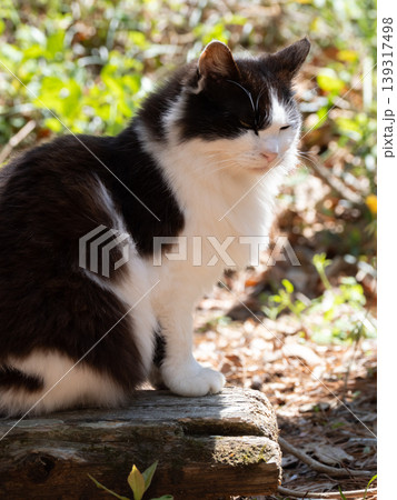 道のわきの猫 道のわきの猫 139317498