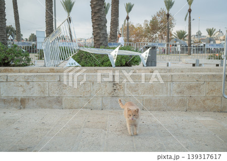 【エルサレム】旧市街側の石畳の通りを歩く野良猫 【エルサレム】旧市街側の石畳の通りを歩く野良猫 139317617