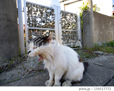 あくびする猫 あくびする猫 139317772