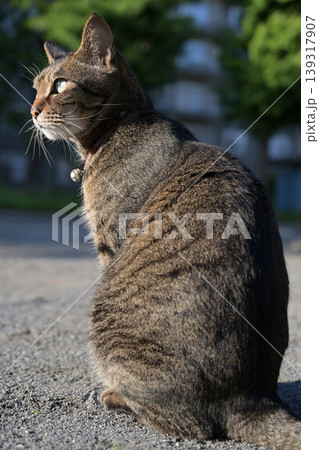 公園で座ってるキジトラ猫 139317907