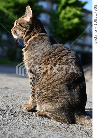 公園で座ってるキジトラ猫 139317908