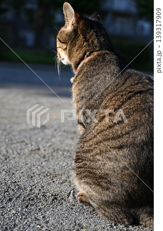 公園で座ってるキジトラ猫 139317909