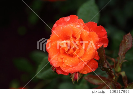 荒尾市 おもやい市民花壇 バラの花、 荒尾市 おもやい市民花壇 バラの花、 139317995