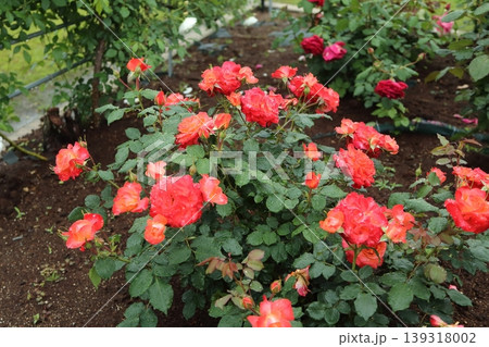 荒尾市 おもやい市民花壇 バラの花、 荒尾市 おもやい市民花壇 バラの花、 139318002