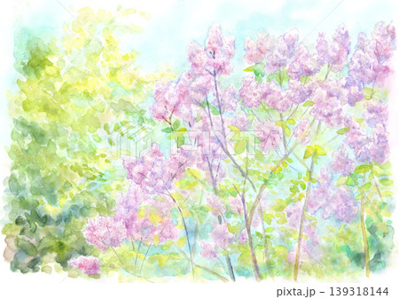 ライラックの花 ライラックの花 139318144