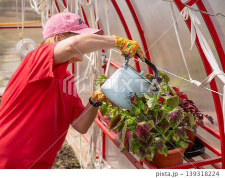 Woman gardener watering potted plants with teapot in greenhouse. Hobbyist tending to coleus in nursery. Sustainable lifestyle and home gardening concept. Indoor botanical cultivation. Woman gardener watering potted plants with teapot in greenhouse. Hobbyist tending to coleus in nursery. Sustainable lifestyle and home gardening concept. Indoor botanical cultivation. 139318224