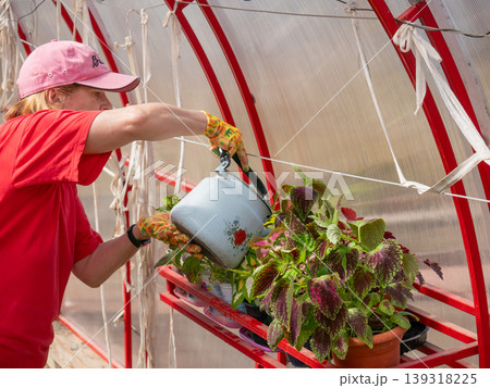 Woman gardener watering coleus plant in greenhouse. Hobbyist caring for indoor seedlings in pots. Spring gardening work, rural lifestyle and hobby concept. Agricultural life at home. Woman gardener watering coleus plant in greenhouse. Hobbyist caring for indoor seedlings in pots. Spring gardening work, rural lifestyle and hobby concept. Agricultural life at home. 139318225