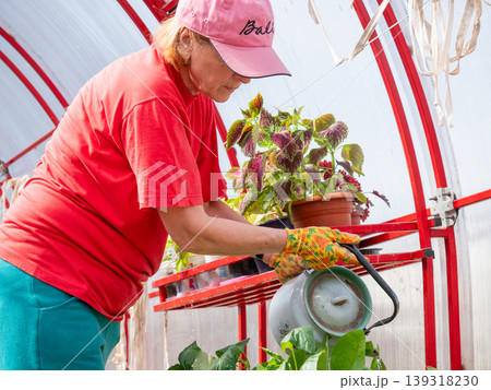 Woman gardener watering potted plant in greenhouse. Hobbyist caring for home vegetation. Spring season agriculture, organic food cultivation and botany activity in small home garden. Woman gardener watering potted plant in greenhouse. Hobbyist caring for home vegetation. Spring season agriculture, organic food cultivation and botany activity in small home garden. 139318230