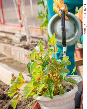 Woman gardener watering flower in pot at greenhouse. Person caring for plant in garden. Horticulture and agriculture activity. Hobby of cultivation and nature protection concept. 139318231