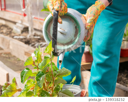 Woman gardener watering flower in pot with vintage tin kettle. Female farmer working in greenhouse hobby. Spring lifestyle gardening and plant care concept with organic home agriculture. 139318232
