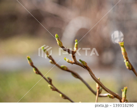 Tree branch with green buds in spring forest. Close up of plant sprout awakening after winter. New life, growth and nature renewal concept. Botanical background for biology studies. Tree branch with green buds in spring forest. Close up of plant sprout awakening after winter. New life, growth and nature renewal concept. Botanical background for biology studies. 139318290