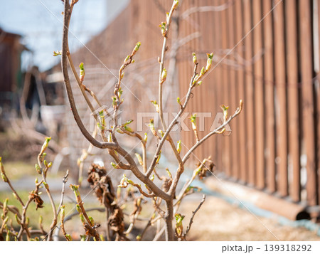 Young green leaves budding on a tree branch in early spring. Nature awakening after winter. Close up of plant life growth with clear sky background. Seasonal regeneration and ecology. Young green leaves budding on a tree branch in early spring. Nature awakening after winter. Close up of plant life growth with clear sky background. Seasonal regeneration and ecology. 139318292
