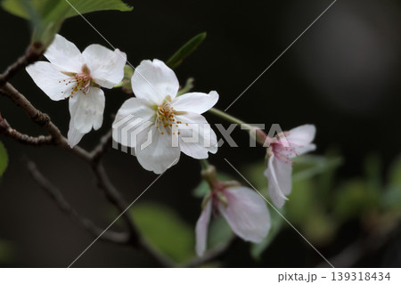 春の陽光を浴びて色とりどりに輝く桜の花たち 春の陽光を浴びて色とりどりに輝く桜の花たち 139318434